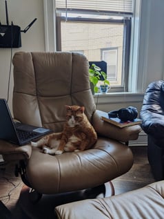 Aud+-+Cat+&+Desk